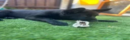 German Shepherd dogs for sale: Beautiful German shepherd (tovi) in Hull - Advert 3