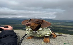 Miniature Dachshund dogs for stud: MINI DACHSHUND STUD - Image 3