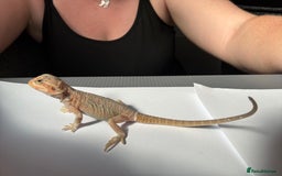 Bearded Dragon reptiles for sale: Baby beardies - Image 2