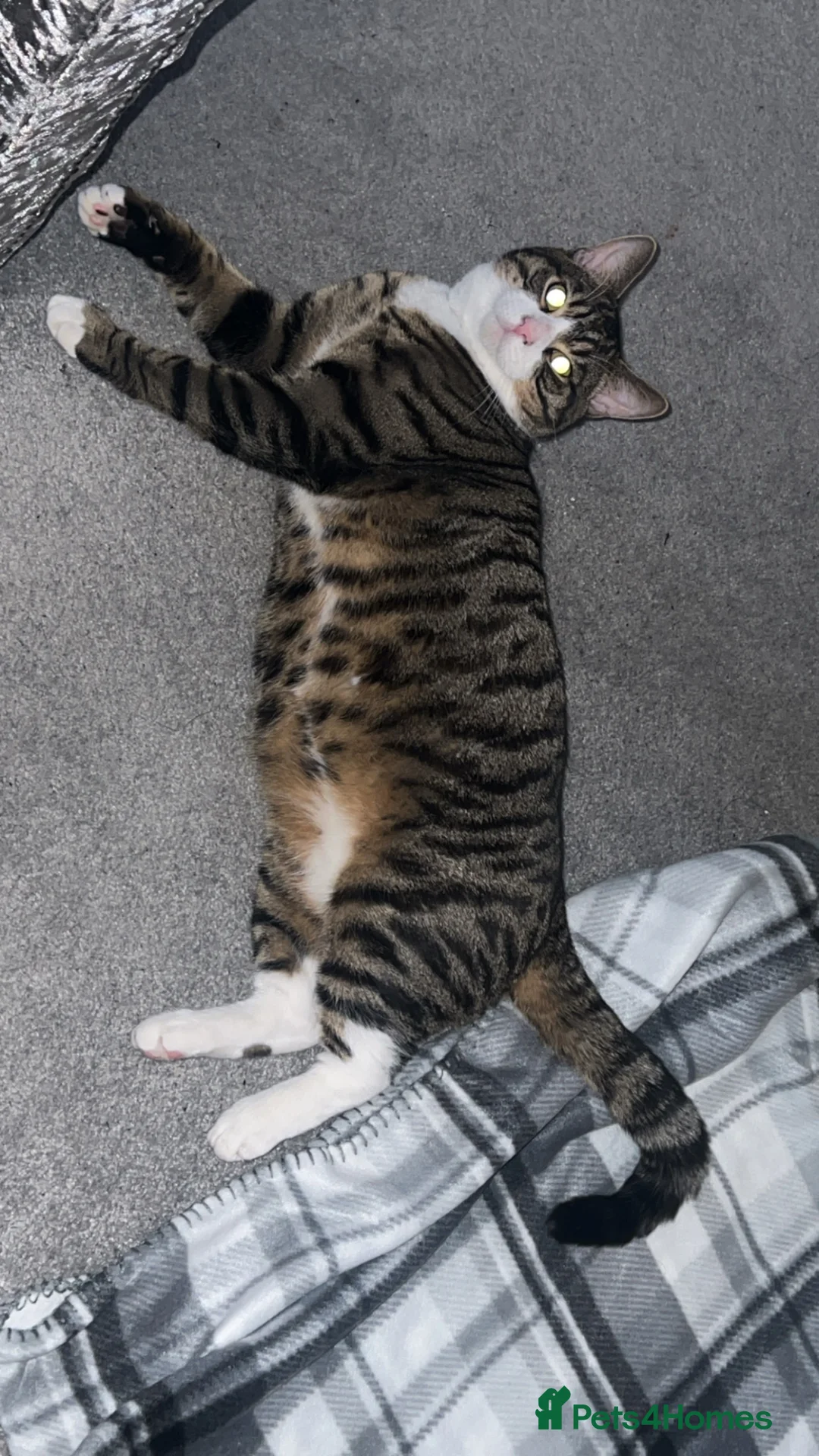 British Shorthair cats for sale: TABBY BOY CUTE CHILL in West Bromwich - Advert 2