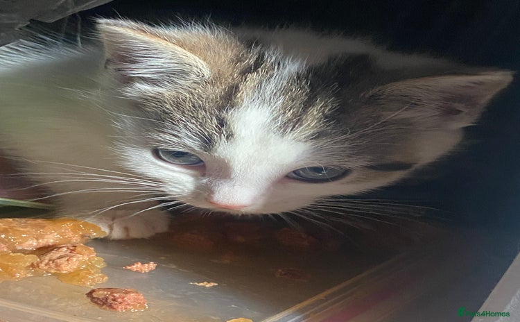 Domestic Shorthair cats - Advert 2