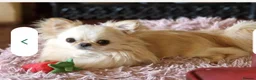 Chihuahua dogs for sale: KC registered long coat show line girl  - Advert 5