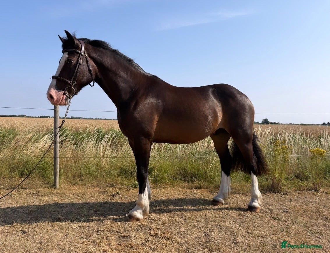 Welsh Section D horses a top quality section d, for someone on a budget. - Advert 11