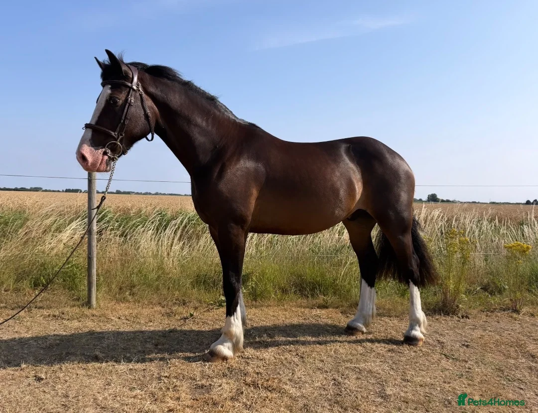 Welsh Section D horses for sale: a top quality section d, for someone on a budget. - Advert 1