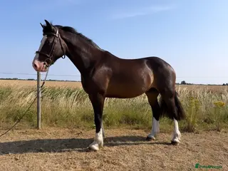 Welsh Section D horses a top quality section d, for someone on a budget. - Advert 11