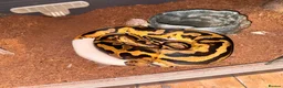 Mixed Breed reptiles for sale: Snakes and lizards for sale  - Advert 6