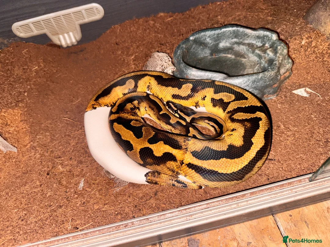 Mixed Breed reptiles for sale: Snakes and lizards for sale  - Advert 6