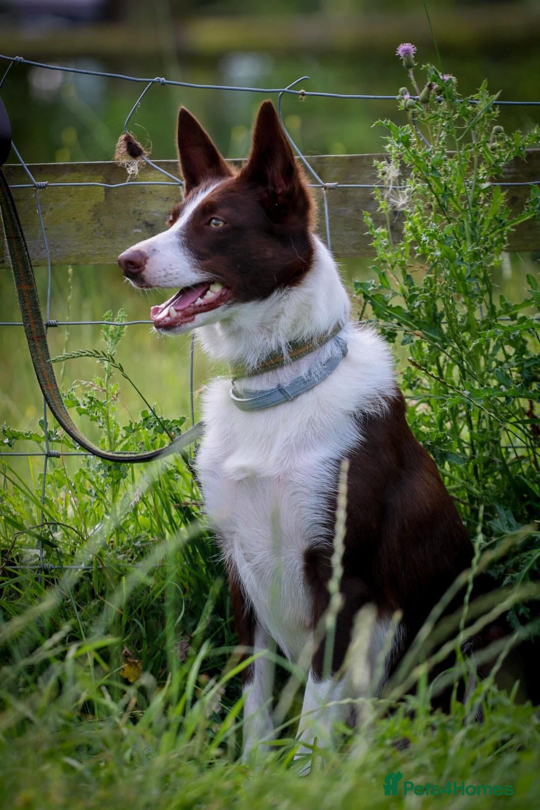 Border Collie dogs *1boy re-available* Red prick eared border collies - Advert 10