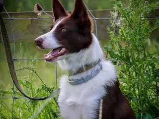 Border Collie dogs *1boy re-available* Red prick eared border collies - Advert 10