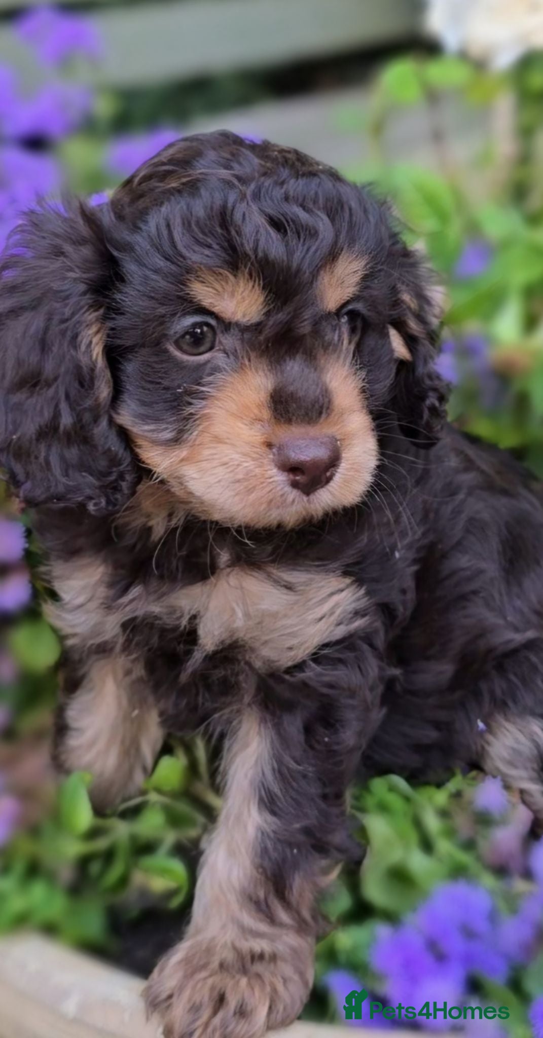 Cavapoo dogs F1 Cavapoo Puppies 3 remaining  - Advert 13