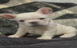 French Bulldog dogs for sale: High Quality French Bulldog Puppies  - Image 34