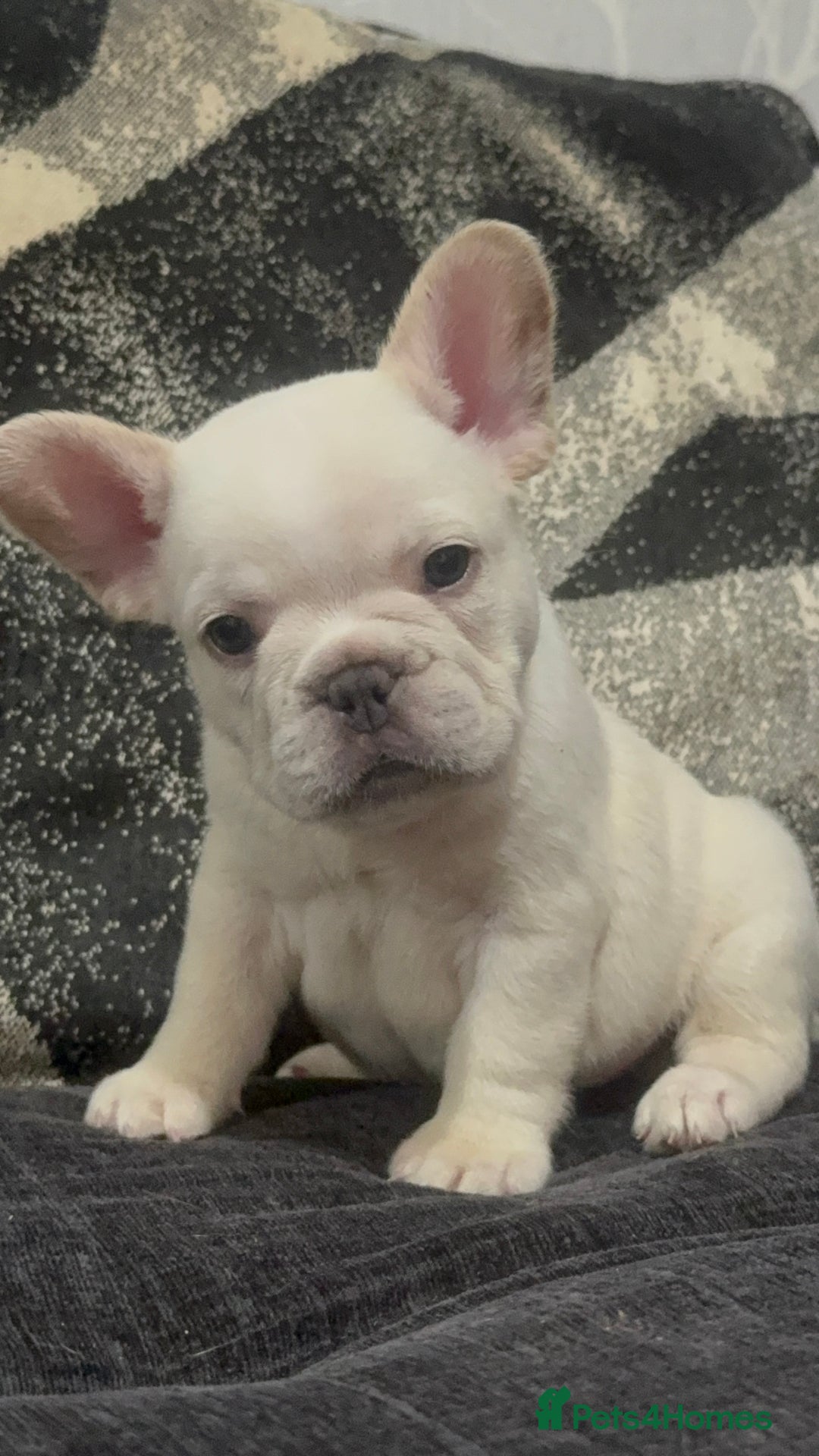 French Bulldog dogs for sale: High Quality French Bulldog Puppies  - Image 34