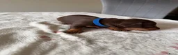 Miniature Dachshund dogs for sale: KC Reg Miniature Chocolate & Tan Dachshunds - Advert 10