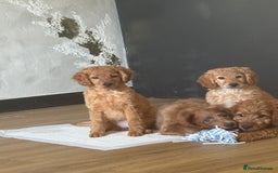 Mixed Breed dogs for sale: Cavapoo puppies  - Image 6