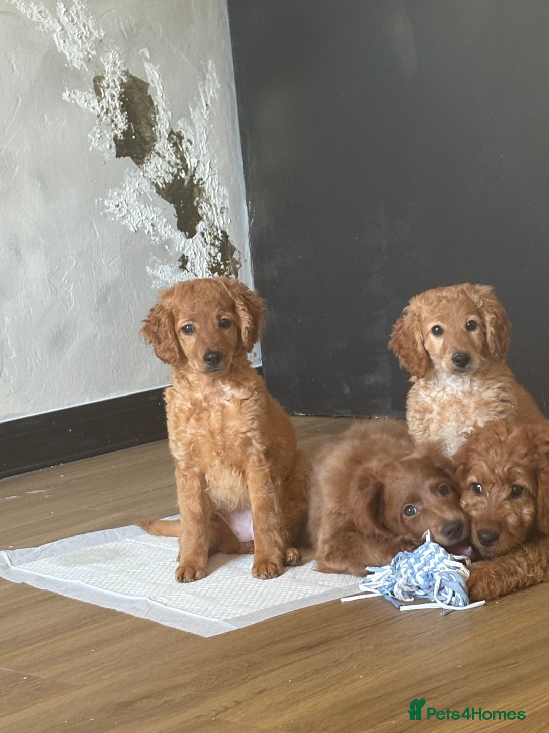 Mixed Breed dogs for sale: Cavapoo puppies  - Image 6