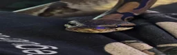 Python Snake reptiles for sale: Royal Python Brian, looking for a new home - Advert 4