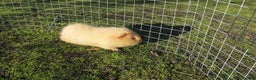 Guinea Pig rodents for sale: stunning male guinea pigs, several types & colours - Advert 15