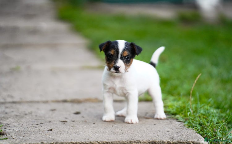 Parson Russell dogs - Advert 2