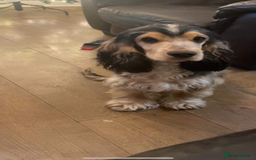 Cocker Spaniel dogs for sale: **waiting list now open** Quality show spaniels  - Image 6