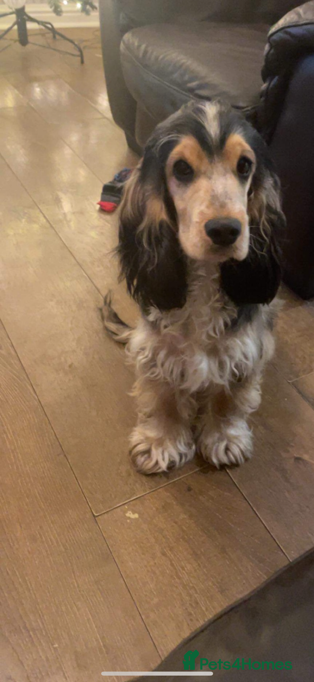 Cocker Spaniel dogs for sale: **waiting list now open** Quality show spaniels  - Image 6