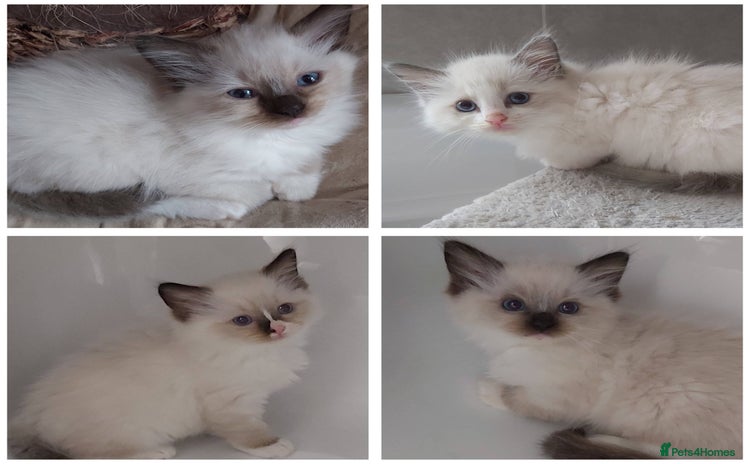 Ragdoll cats - Advert 8