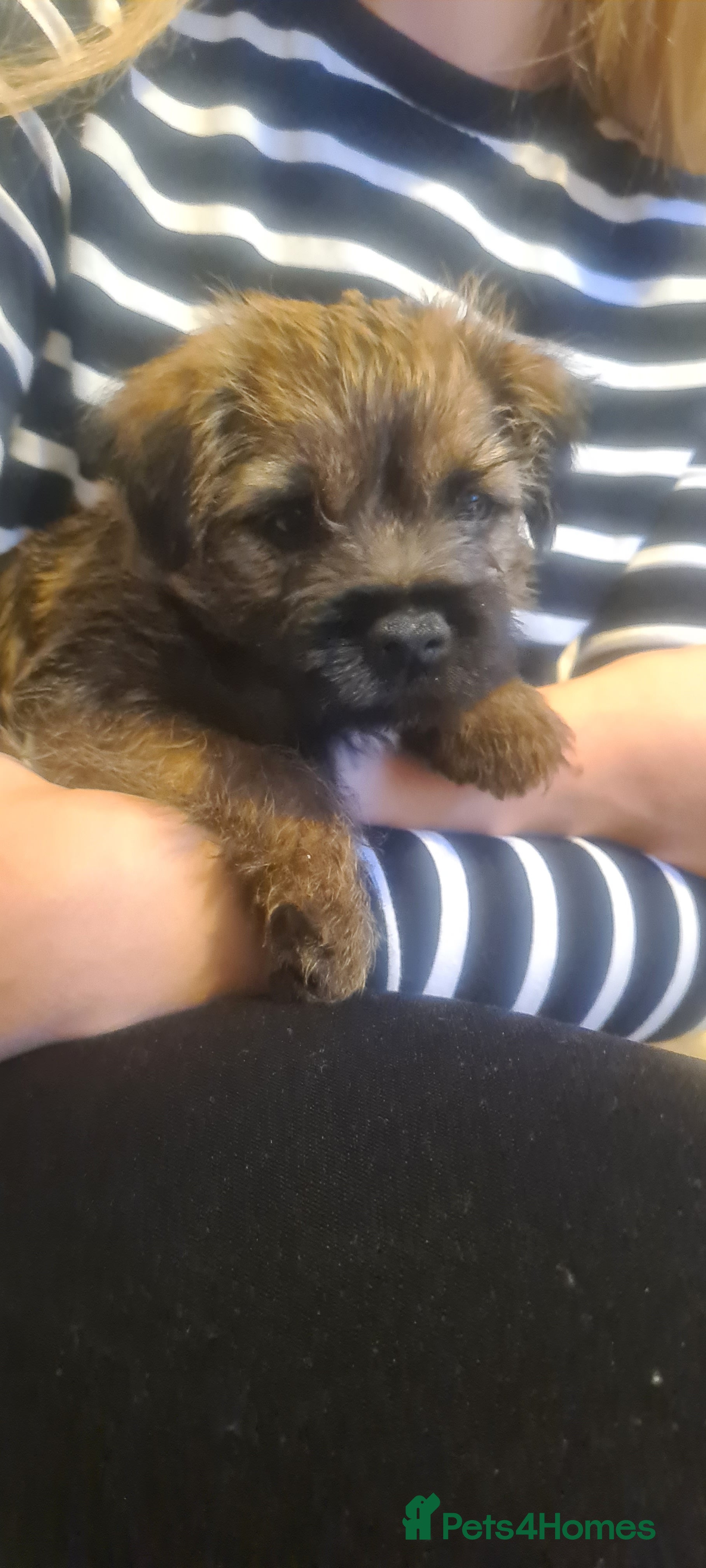 Border Terrier dogs for sale: Pedigree Border Terrier Puppies - Advert 2
