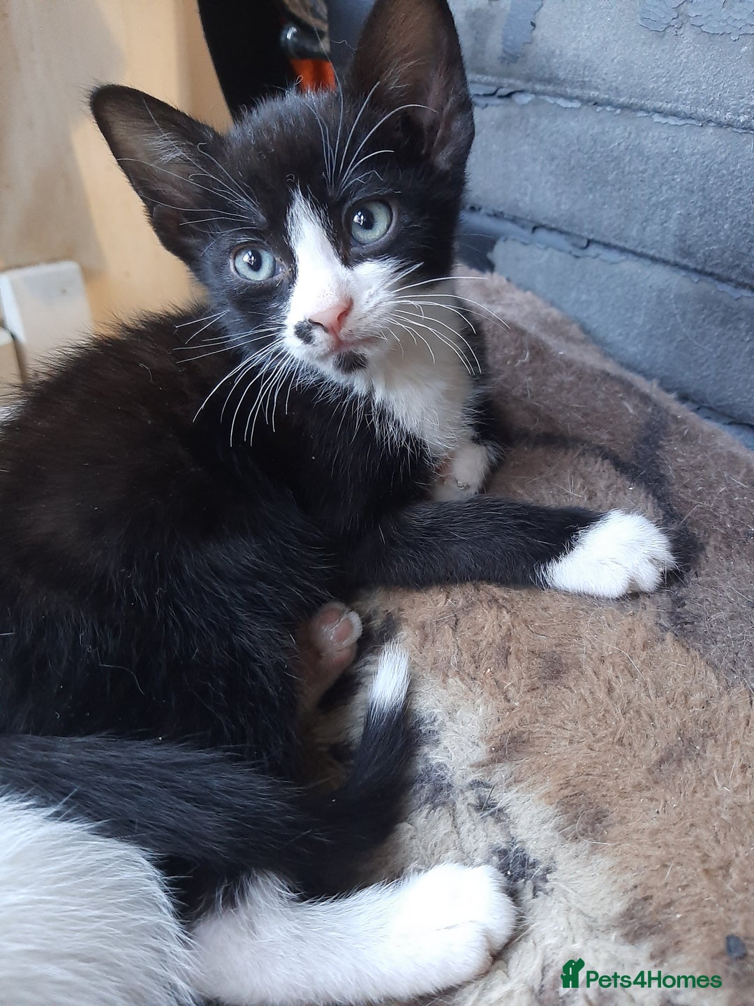 Mixed Breed cats for sale: Hooligans for sale - Advert 7