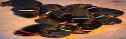 Rottweiler dogs for sale: Indie & dozer pups  - Advert 18