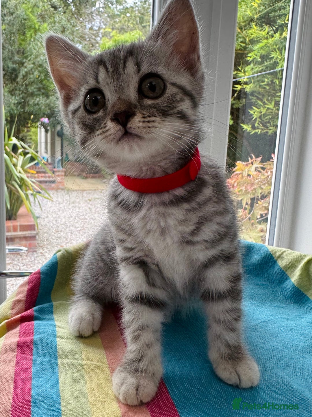British Shorthair cats for sale: Stunning BSH Silver Female Grey Stripe Kittens - Image 4