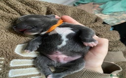 Staffordshire Bull Terrier dogs for sale: For Sale Blue Staffies/ Blue Staffordshire  - Image 25