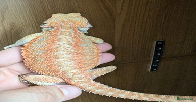 Bearded Dragon reptiles - Advert 13