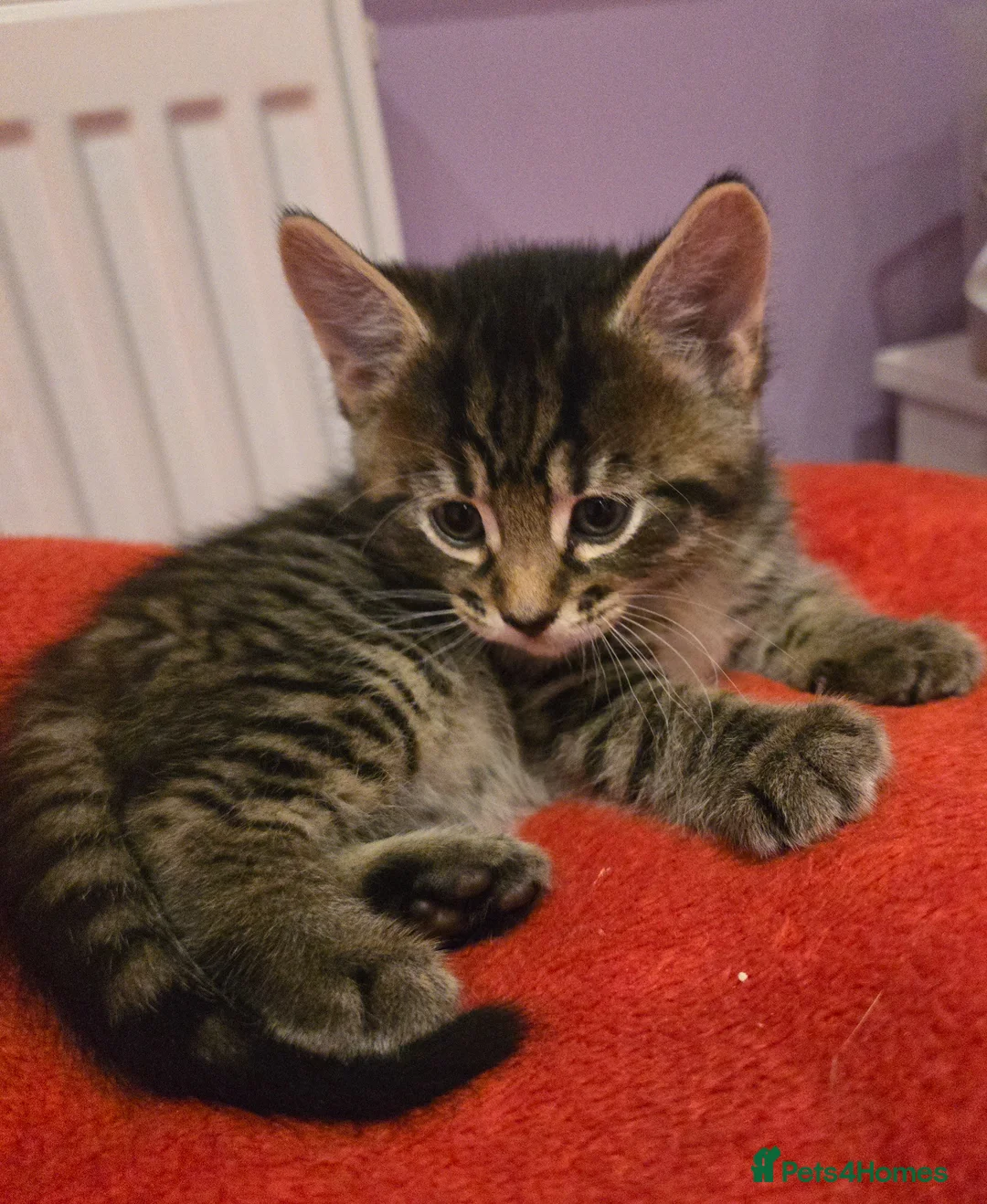 Mixed Breed cats for sale: Gorgeous Kittens – Vaccinated & Ready Mid-May 🐾 - Advert 2