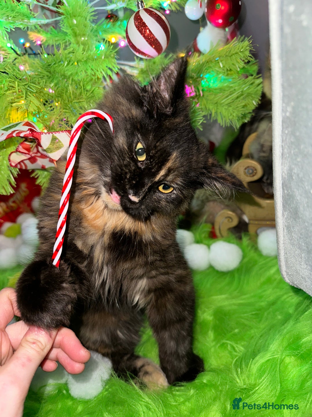 Maine Coon cats for sale: Xl mainecoon kittens dad is Xl very big boy  - Advert 5