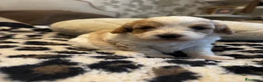 Cavapoo 4