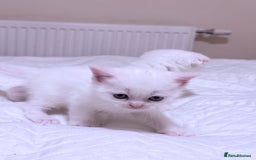 Scottish Fold cats for sale: Scottish fold & Scottish Straight for Sale  - Image 5