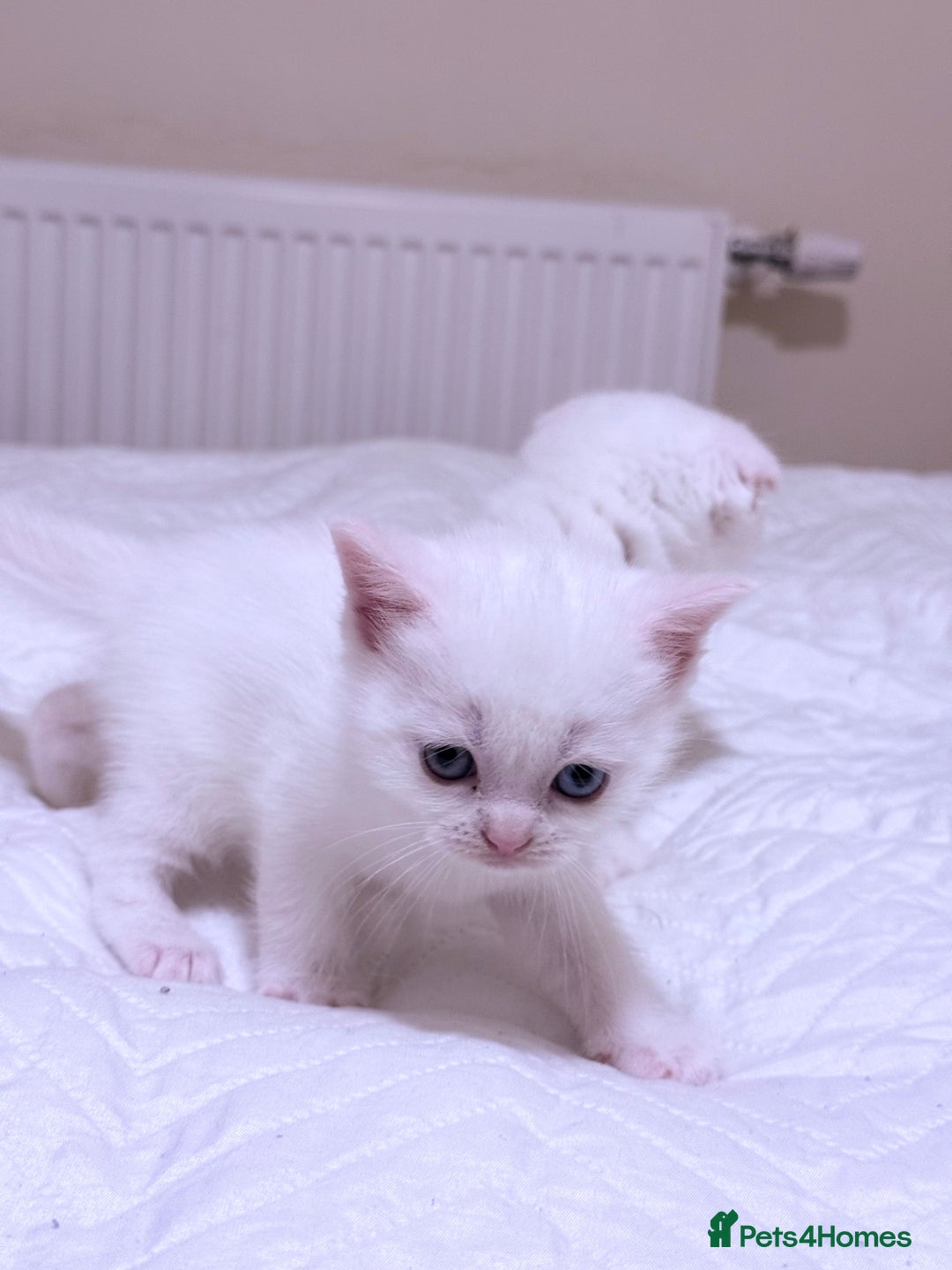 Scottish Fold cats for sale: Scottish fold & Scottish Straight for Sale  - Image 5