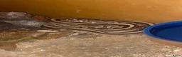 Python Snake reptiles for sale: Pastel Royal python  in Gloucester - Advert 7