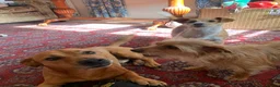Mixed Breed dogs for sale: Terrier cross puppies  in Holt - Advert 5