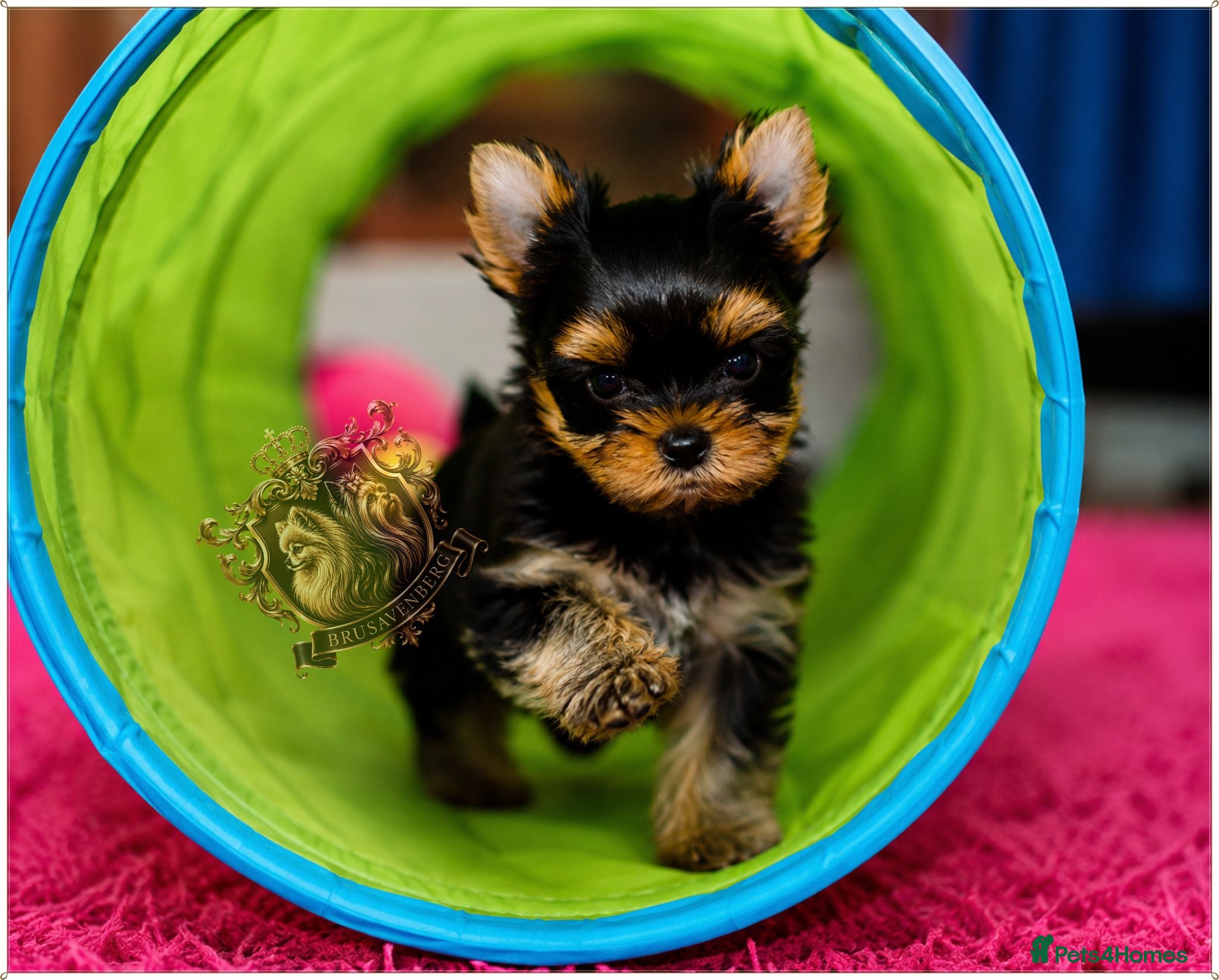 Yorkshire Terrier dogs MINIATURE YORKSHIRE TERRIERS KC PARENTS DNA TESTED - Advert 3