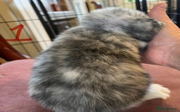 Mini Lop rabbits for sale: A Pair of Stunning Mini Lop Boys - Image 12