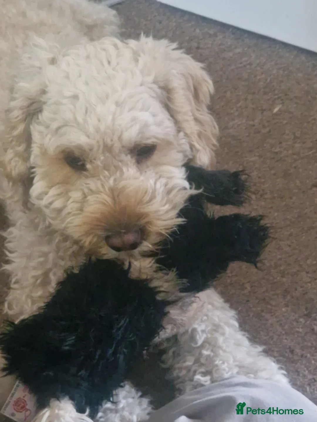 Cockapoo dogs for stud: Cockapoo for stud in Abergavenny - Advert 1
