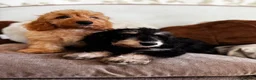 Doxiepoo dogs for sale: Doxiepoos Miniature dachshund x toy poodle  - Advert 6