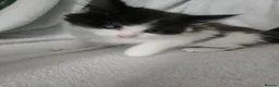Mixed Breed cats for sale: 4 fluffy playful kittens for sale - Advert 6