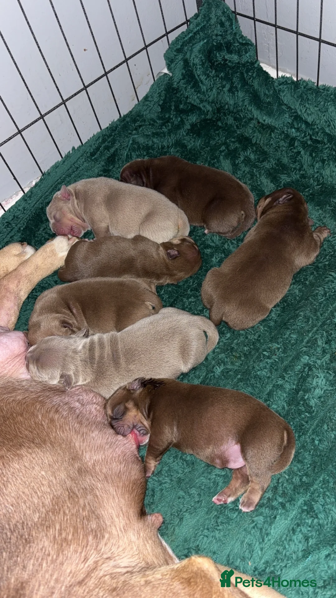 American Bully dogs for sale:  bully puppys - Advert 2