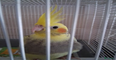 Cockatiels birds - Advert 3