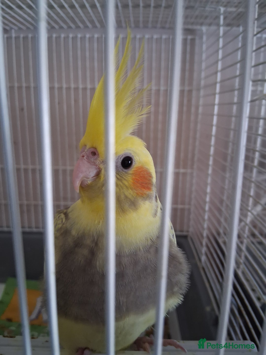 Cockatiels birds for sale: Young Cockateils  - Image 3