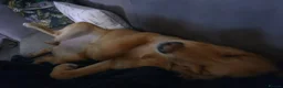 Golden Retriever dogs for sale: Golden retriver female  - Advert 13