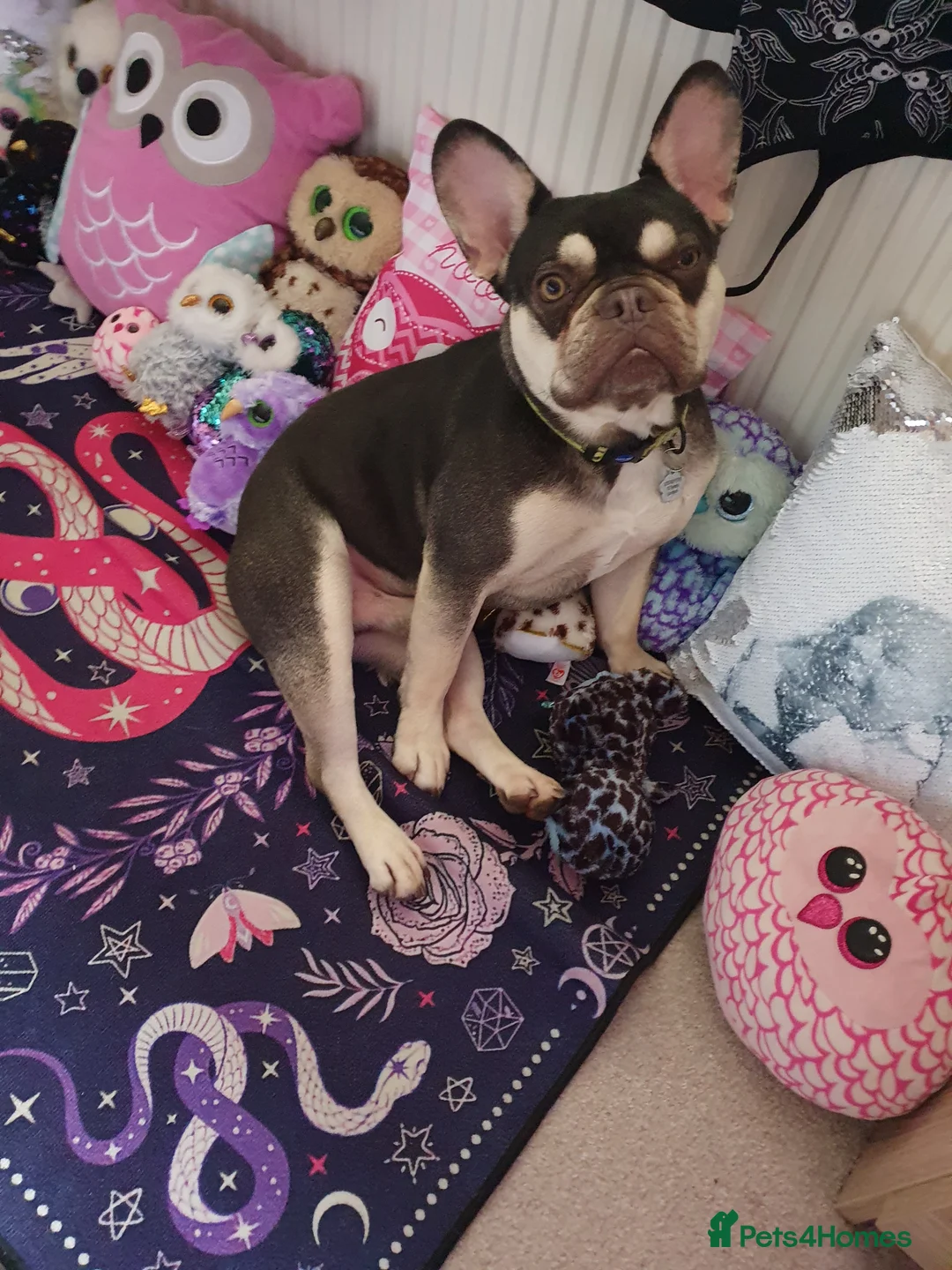 French Bulldog dogs for sale: Max age 3 - Advert 6