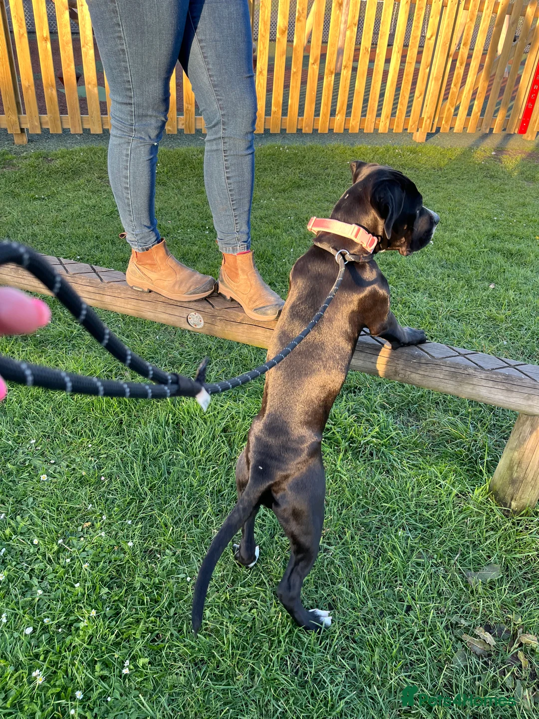 Mixed Breed dogs for sale: Engish bulldog x Cane corso in Andover - Advert 12