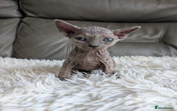 Sphynx cats for sale: Sphynx kittens - Image 19